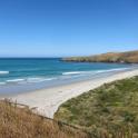 13 Penguins in Dunedin